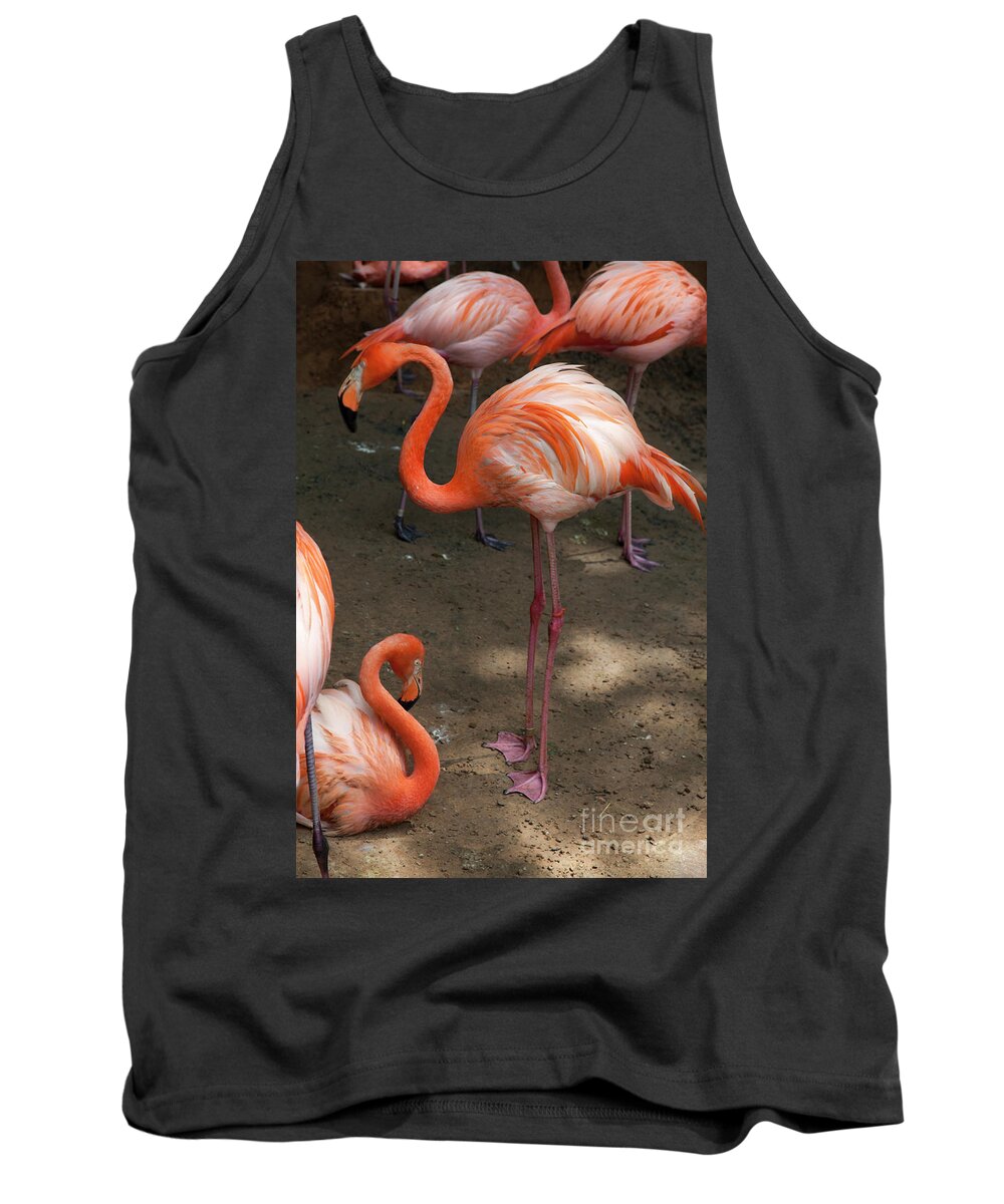 Three Flamingo Species Reside Tank Top featuring the photograph African Lesser Flamingos, Ft. Worth Zoo by Greg Kopriva