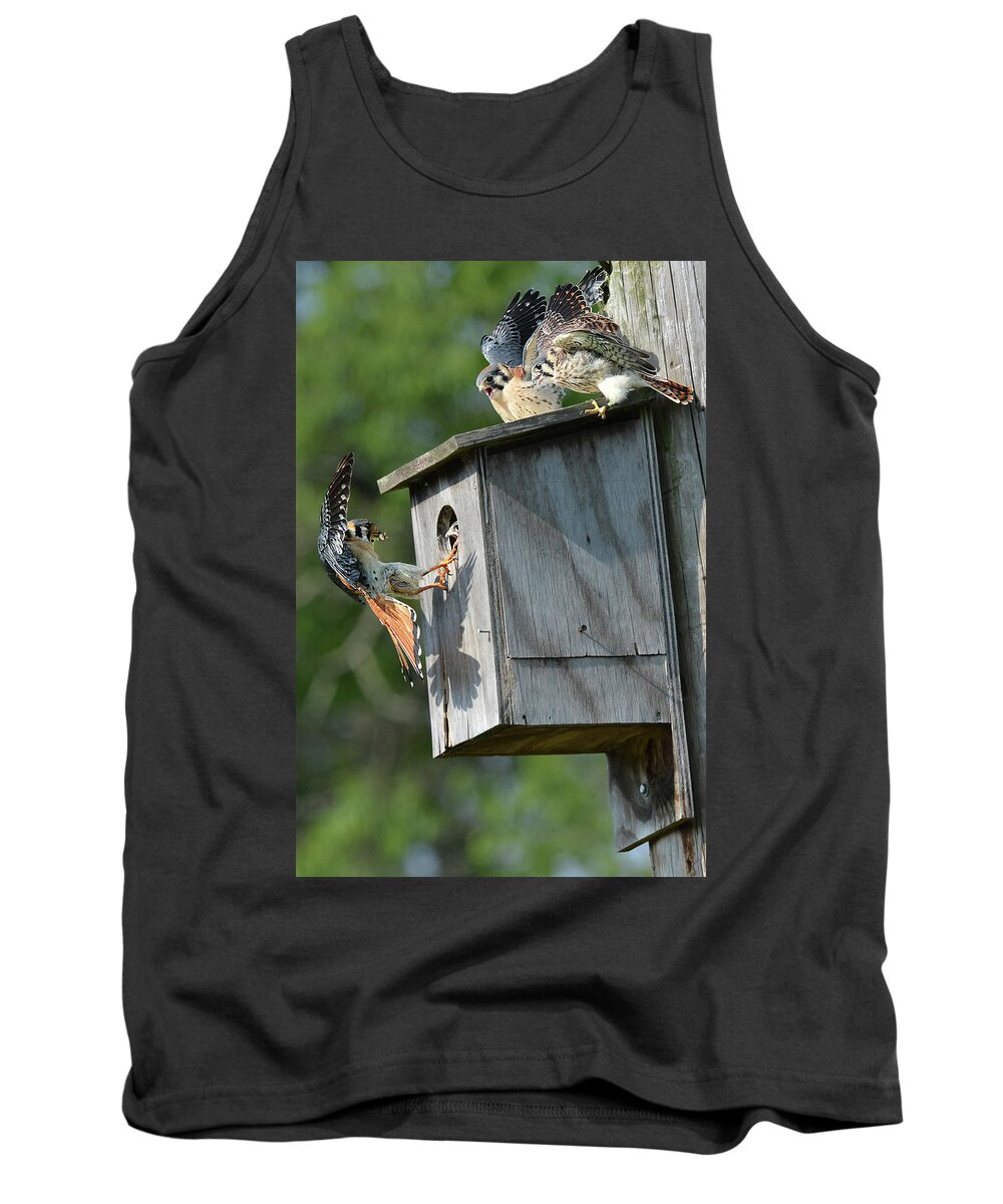 Bird Tank Top featuring the photograph A.Kestrel with Fledglings by Alan Lenk