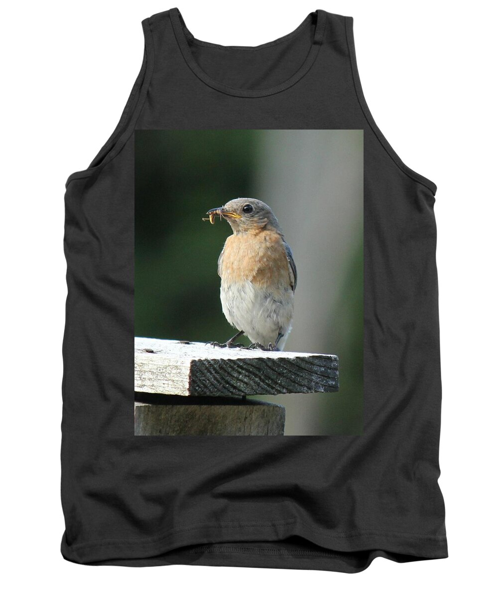 Robin Tank Top featuring the photograph American Robin by Charles and Melisa Morrison
