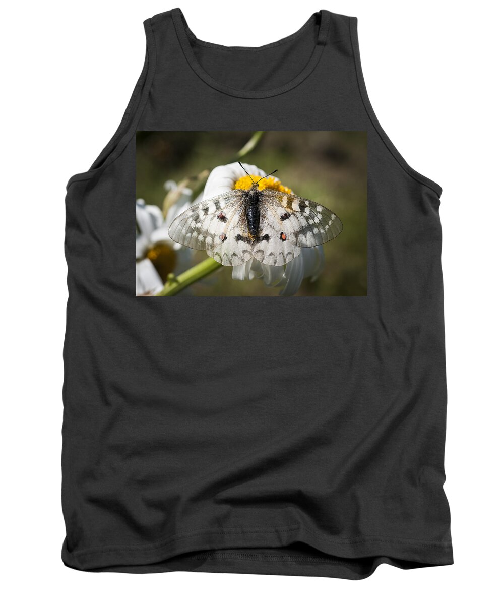 Apollo Butterfly Tank Top featuring the photograph Apollo Butterfly by Robert Potts