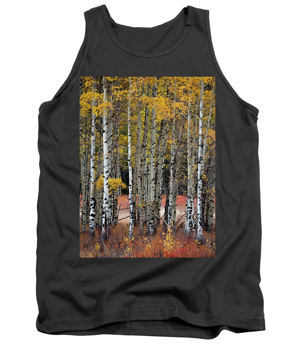 Aspens Tank Top featuring the photograph Appreciation by Emily Dickey
