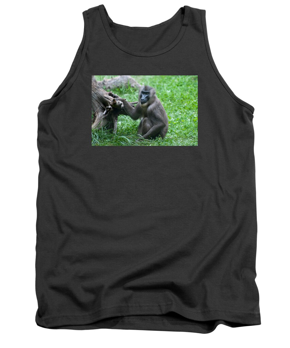Columbus Zoo Tank Top featuring the photograph Baboon by Monte Stevens