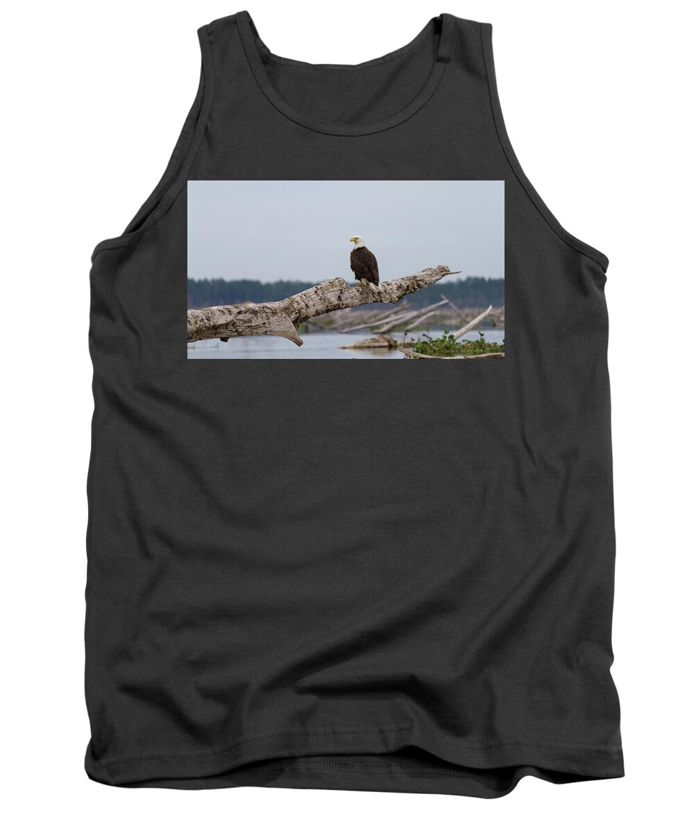 Bald Eagle Tank Top featuring the photograph Bald Eagle #1 by Paul Rebmann