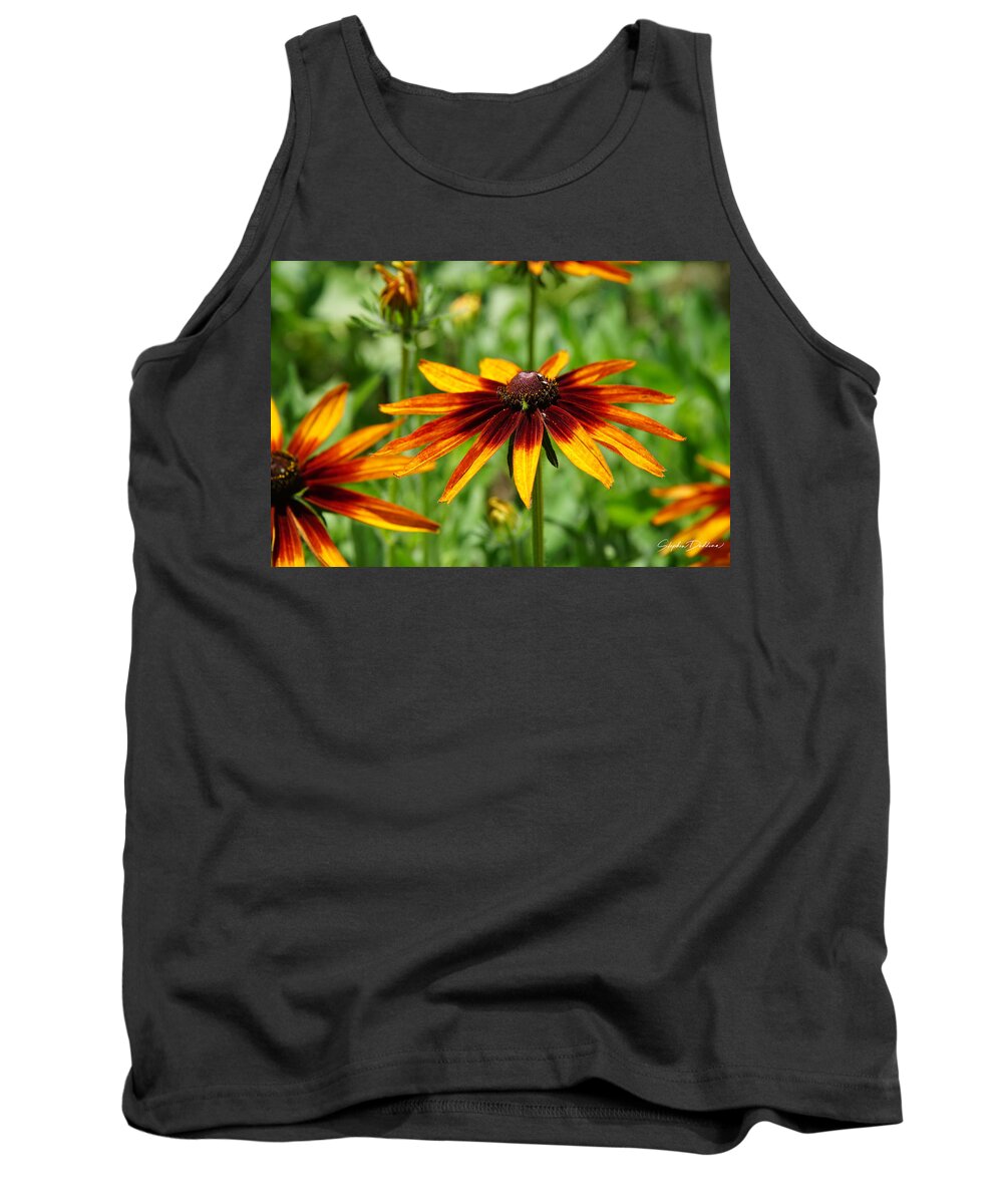 Black-eyed Susan Tank Top featuring the photograph Black-eyed Susans by Stephen Daddona