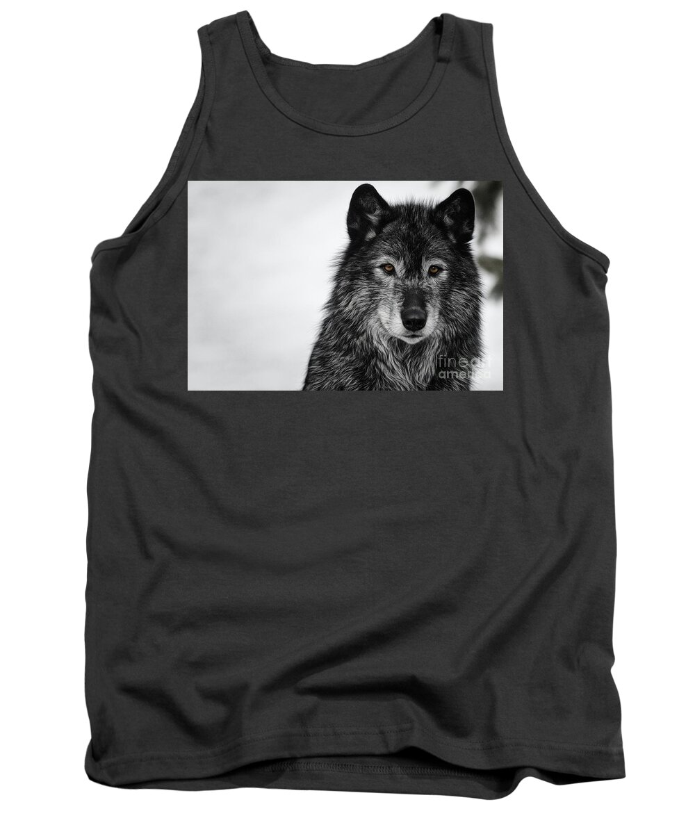Cinematic Tank Top featuring the photograph Black Wolf I by Brad Allen Fine Art