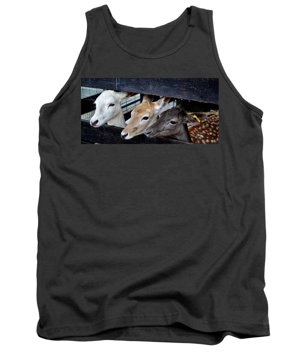 Deer Tank Top featuring the photograph Blonde Redhead Brunette by Eileen Brymer