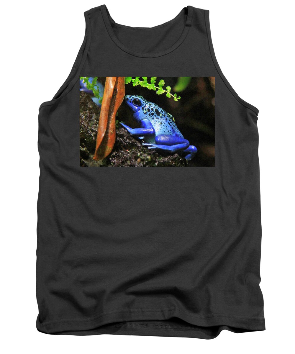 Frog Tank Top featuring the photograph Blue Dart Frog by Shoal Hollingsworth
