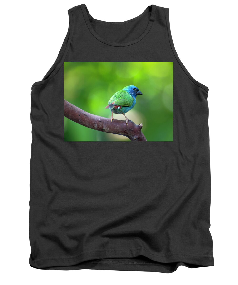 Blue-faced Parrotfinch Tank Top featuring the photograph Blue-faced Parrotfinch by John Poon