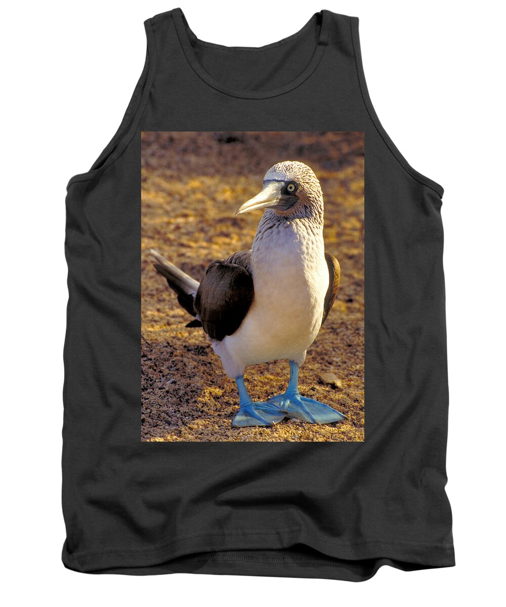 Blue Tank Top featuring the photograph Blue-Footed Booby by Ted Keller