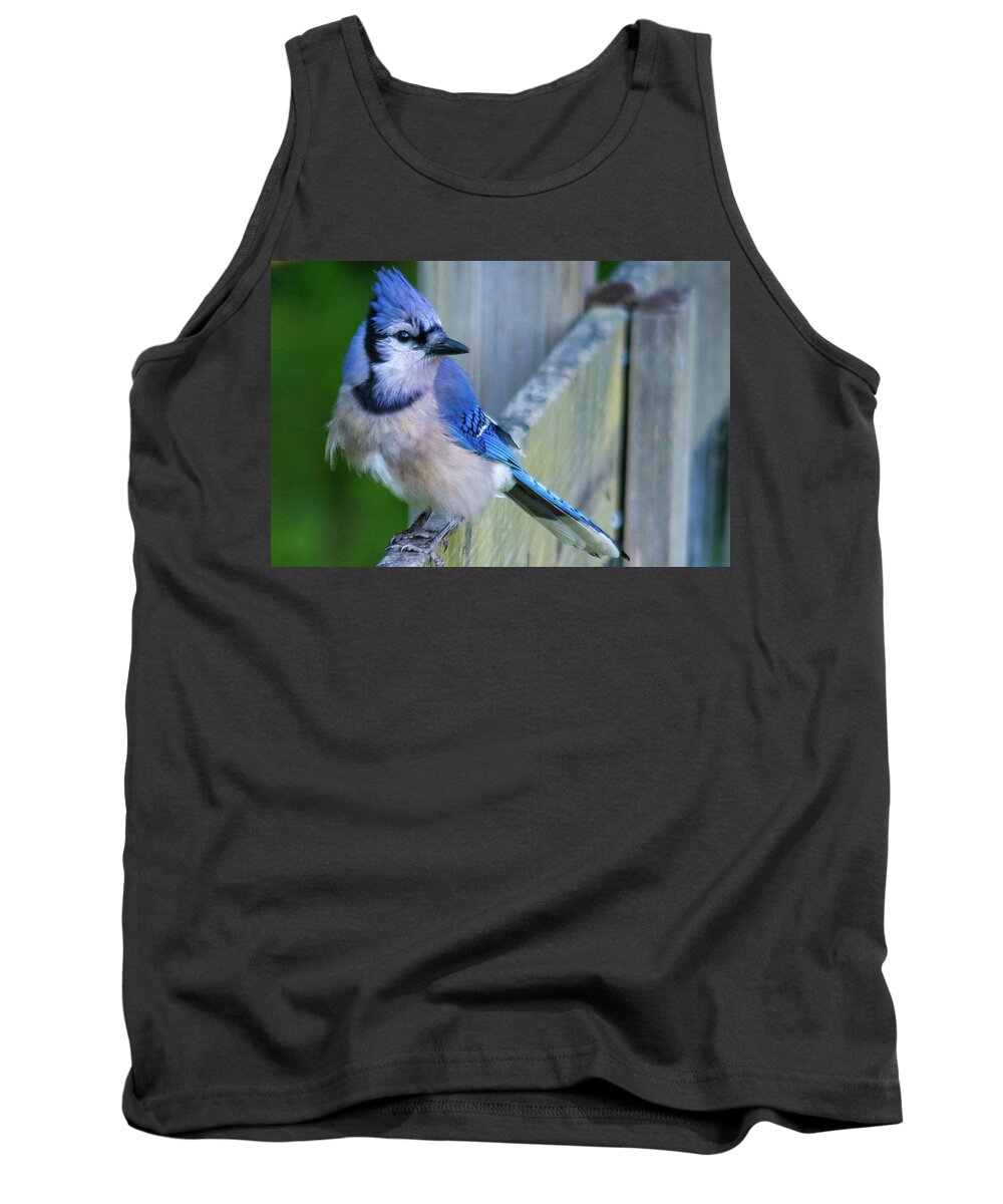 Blue Jay Tank Top featuring the photograph Blue Jay Fluffed by John Benedict