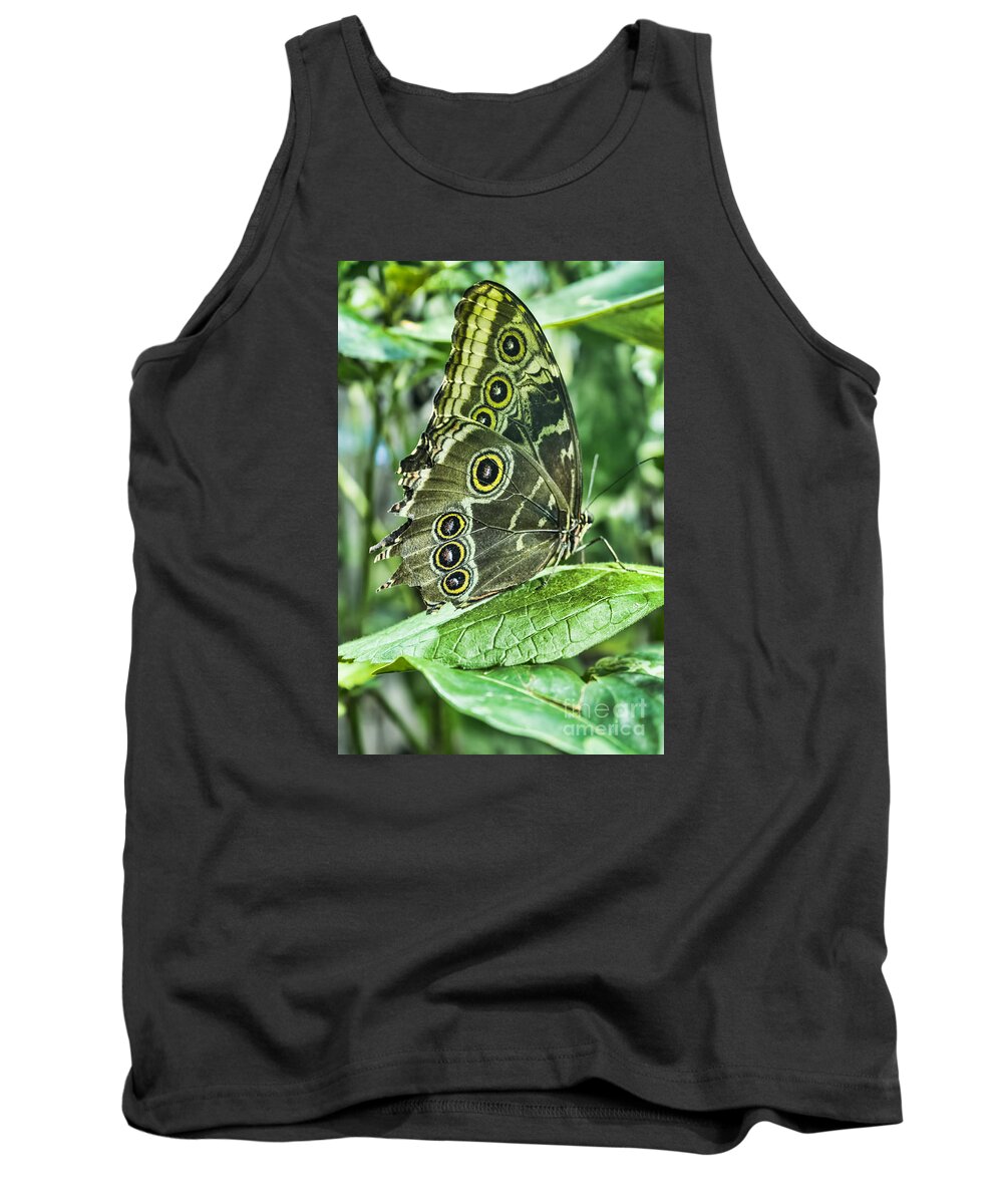 Butterfly Tank Top featuring the photograph Blue Morpho by Steven Parker