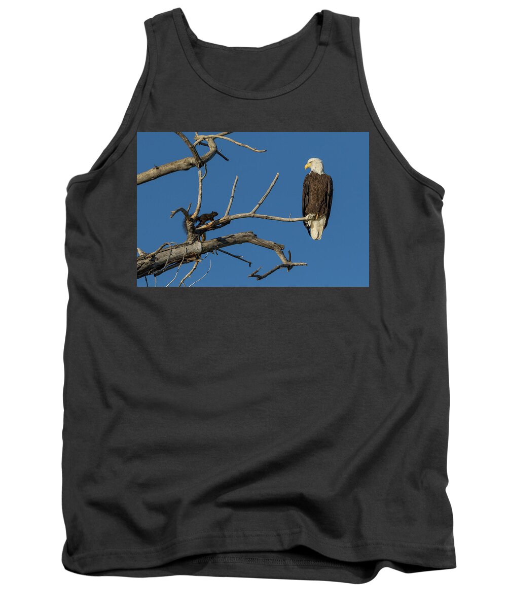 Bald Eagle Tank Top featuring the photograph Brave Squirrel Confronts a Bald Eagle by Tony Hake