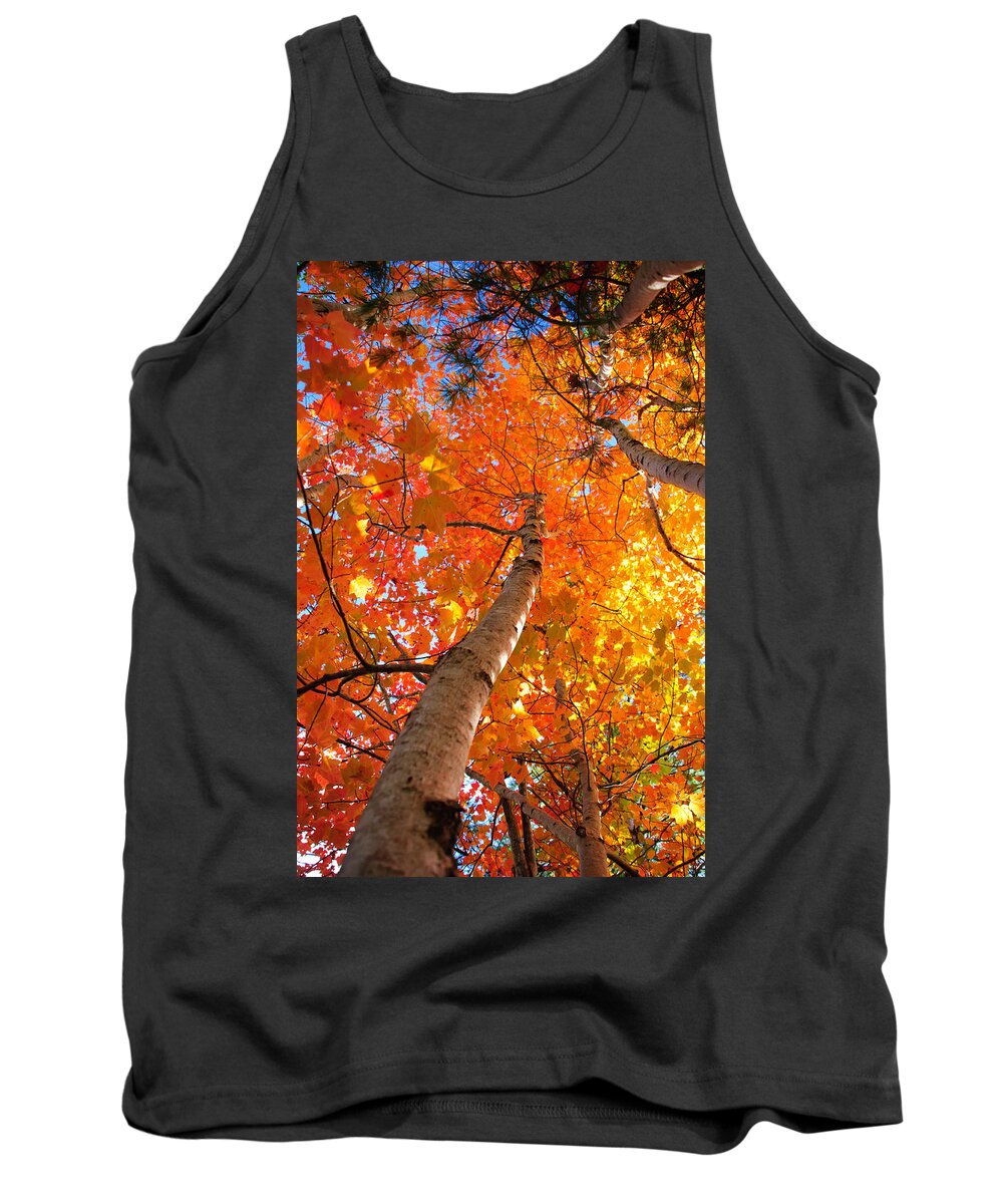 Maine Tank Top featuring the photograph Brilliant Tree in Arcadia by Roberta Kayne