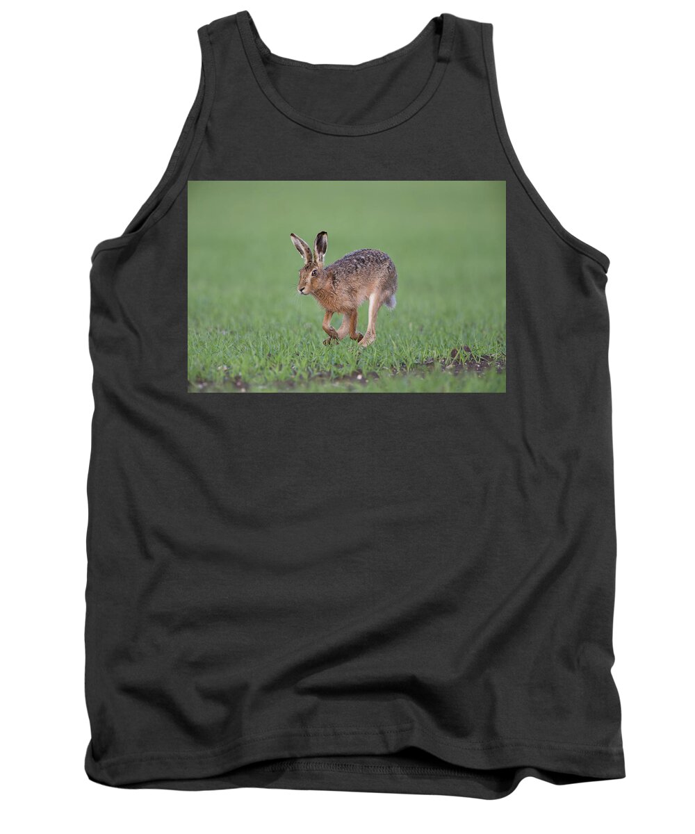 Brown Tank Top featuring the photograph Brown Hare Running by Pete Walkden