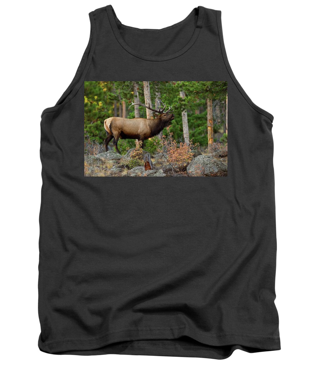 Bull Elk Tank Top featuring the photograph Bull Elk in the Fall Rut by Gary Langley