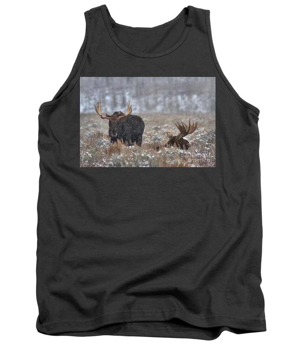  Tank Top featuring the photograph Bull Moose Winter Wandering by Adam Jewell