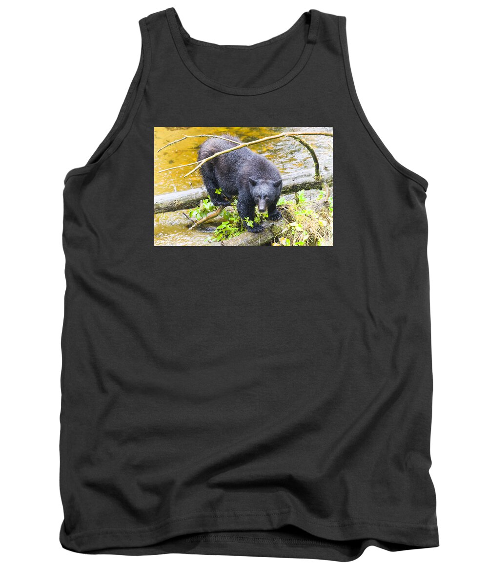 Wildlife. Black Bear Tank Top featuring the photograph Busted by Harold Piskiel