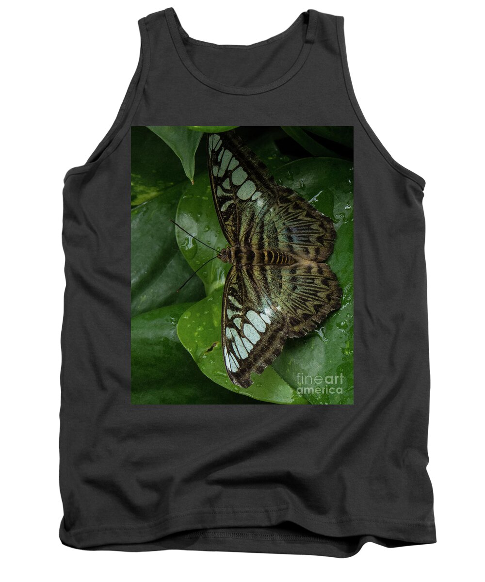 Butterfly Tank Top featuring the photograph Butterfly 4 by Christy Garavetto