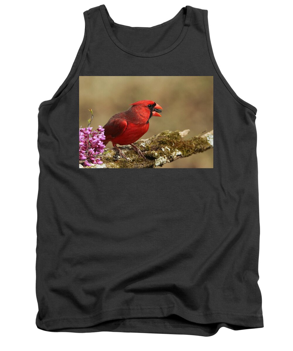 Nature Tank Top featuring the photograph Cardinal in Spring by Sheila Brown