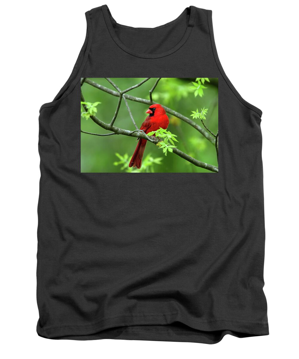 Cardinal Tank Top featuring the photograph Cardinal by Ronnie And Frances Howard