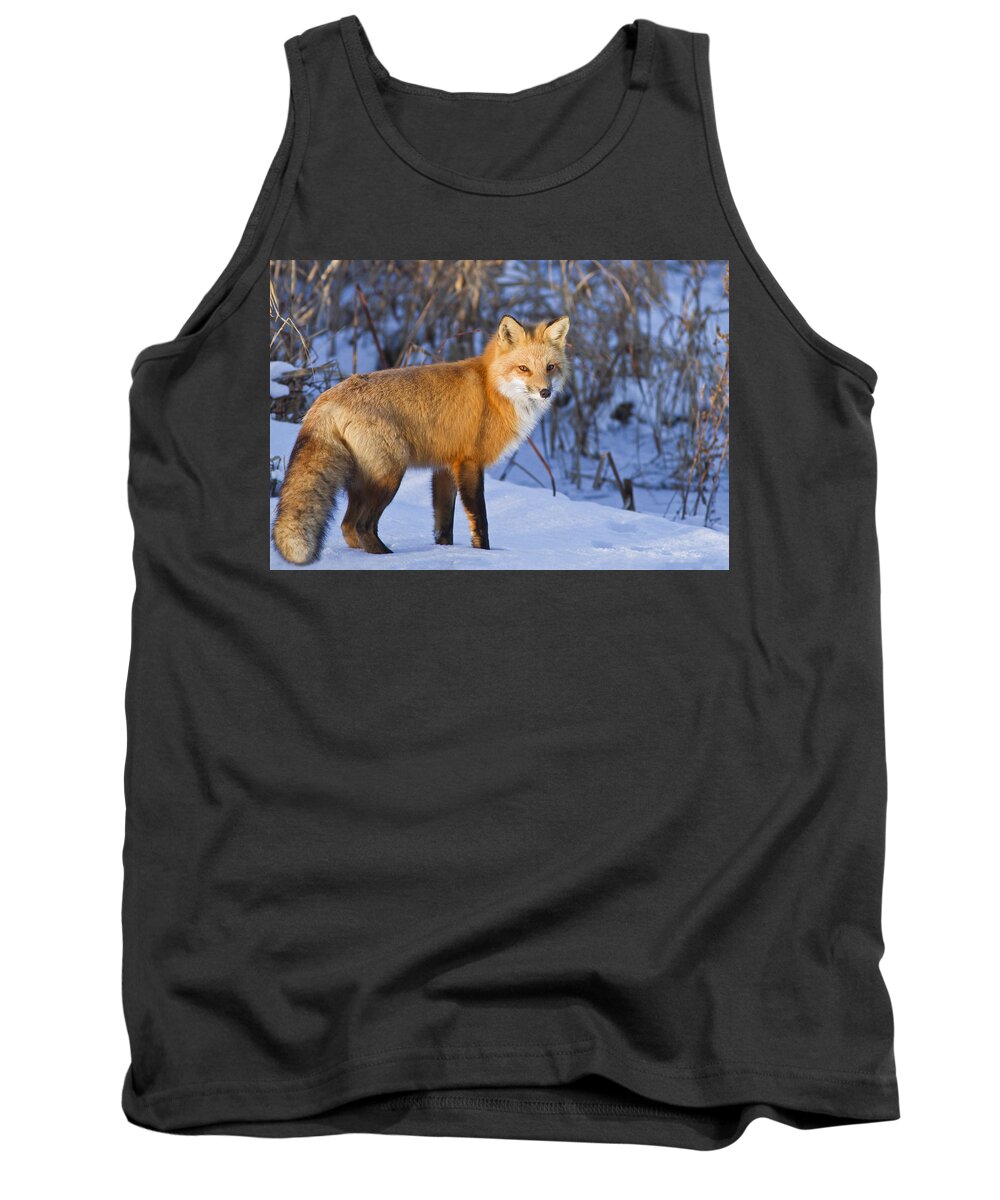 Animal Tank Top featuring the photograph Christmas Fox by Mircea Costina Photography