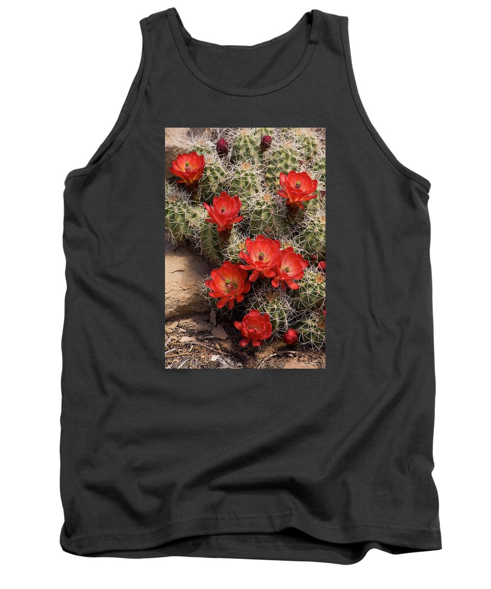 Wildflowers Tank Top featuring the photograph Claret Cup Cactus by Dan Norris