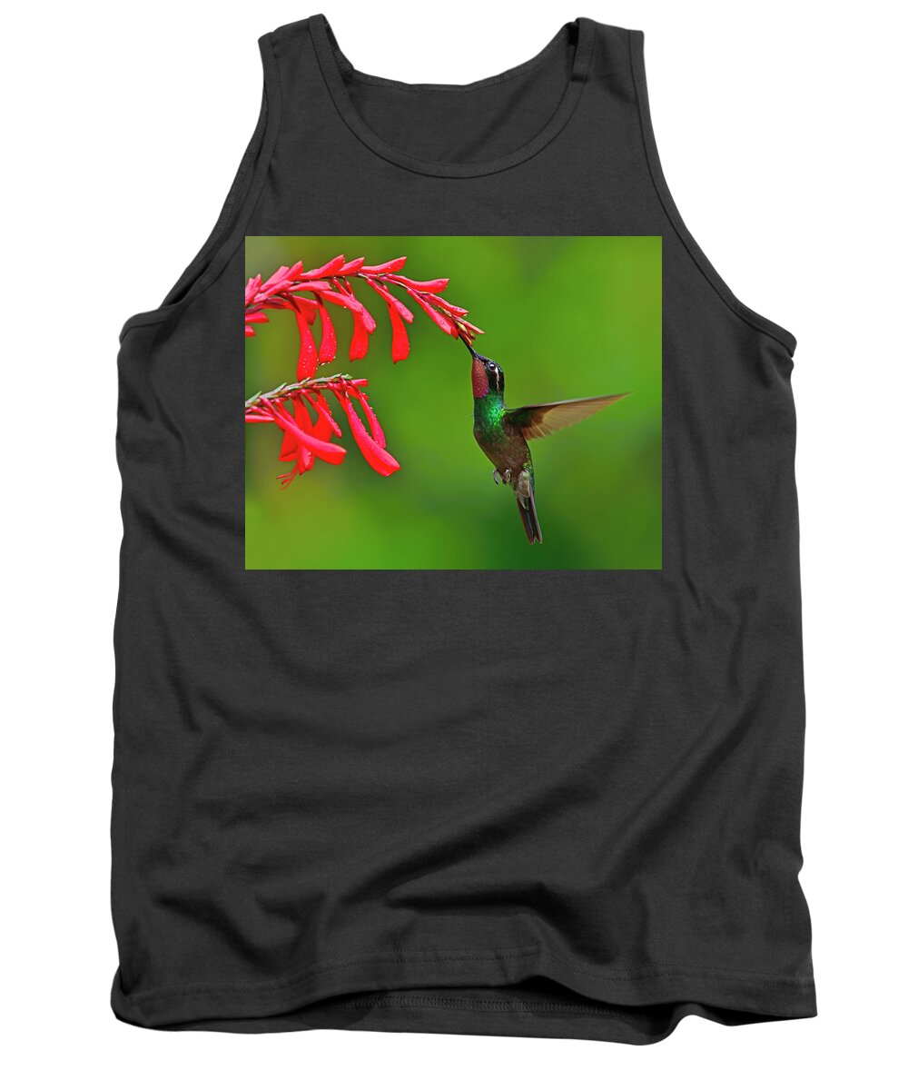 Purple-throated Mountaingem Tank Top featuring the photograph Cloud Forest Edge by Tony Beck