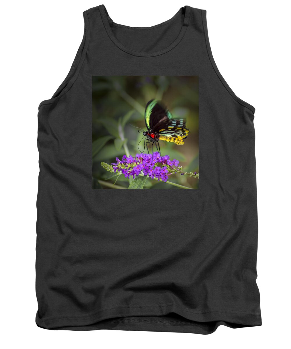  Animal Tank Top featuring the photograph Colorful Northern Butterfly by Penny Lisowski