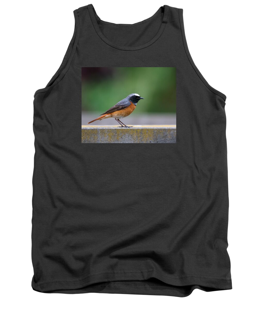 Common Redstart Tank Top featuring the photograph Common Redstart by Claudio Maioli