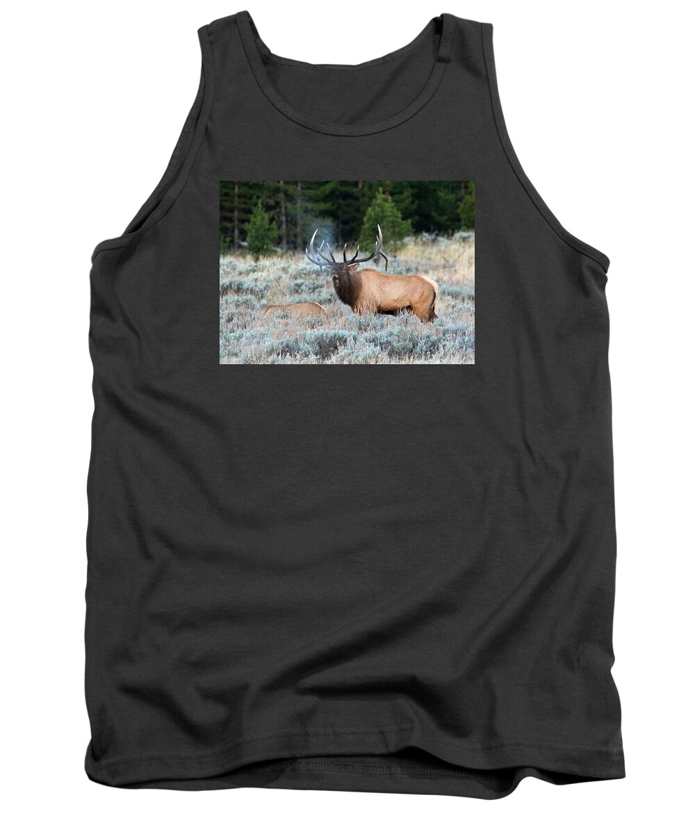 Elk Tank Top featuring the photograph Cool Mornings by Shari Sommerfeld