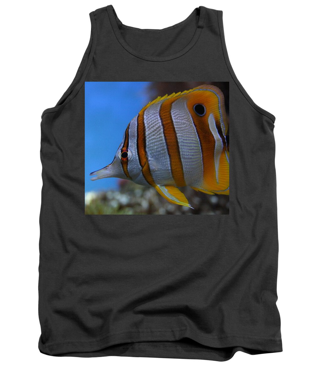 Jennifer Bright Tank Top featuring the photograph Copperband Butterflyfish Chelmon rostratus by Jennifer Bright Burr
