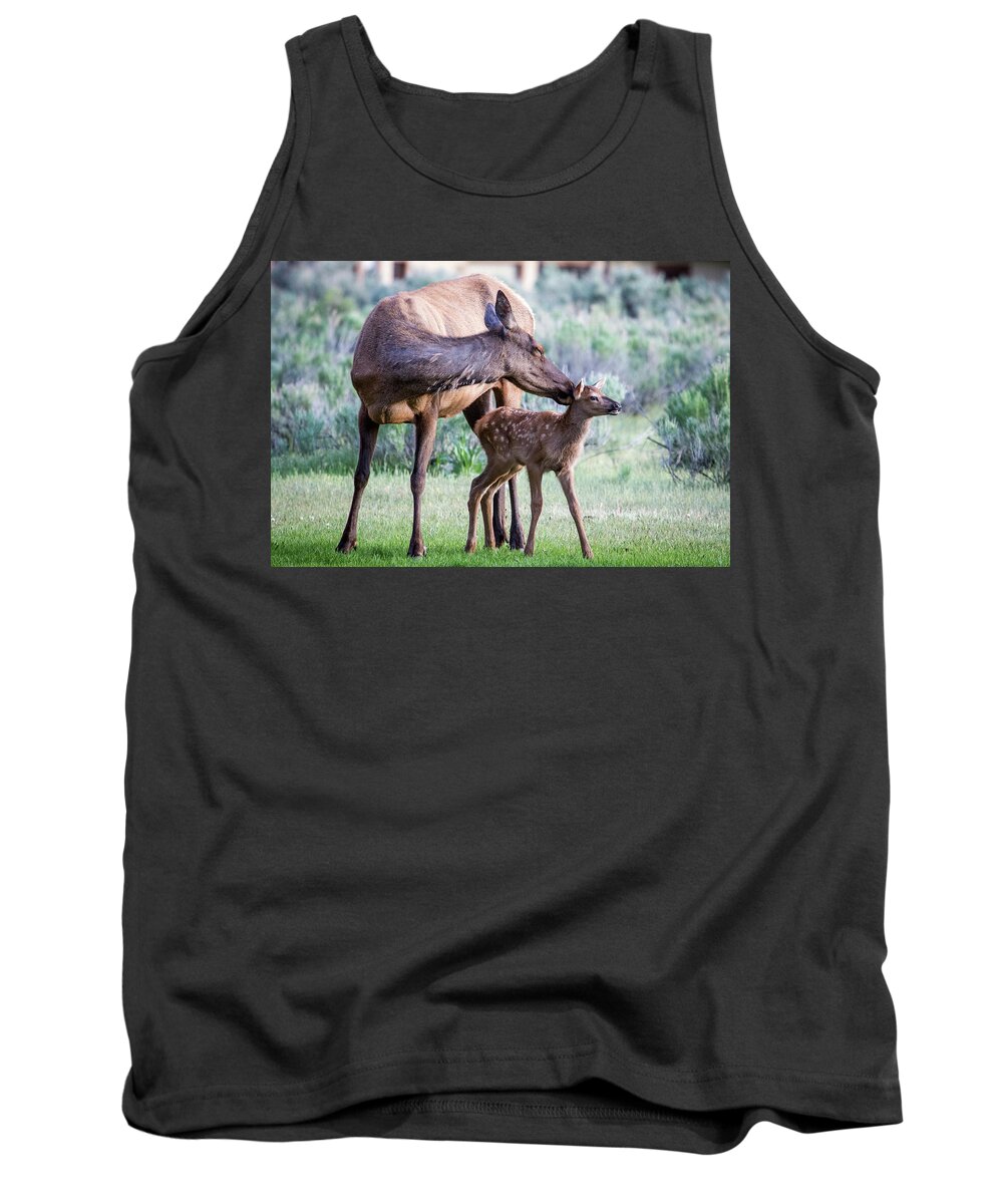 Elk Tank Top featuring the photograph Cow and Calf Elk by Wesley Aston