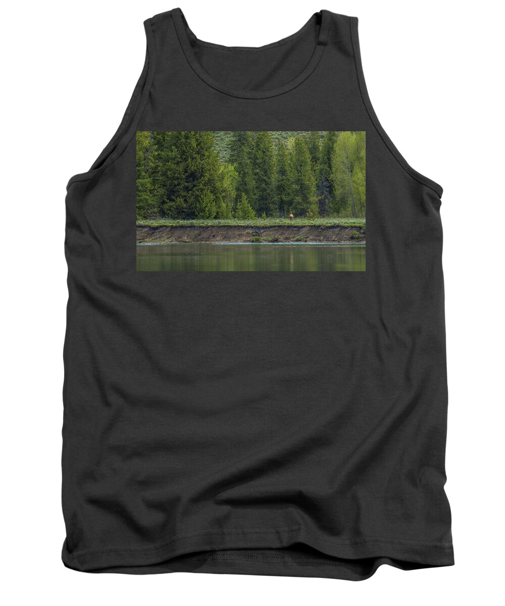 Cow Elk Tank Top featuring the photograph Cow Elk On The Riverbank by Yeates Photography