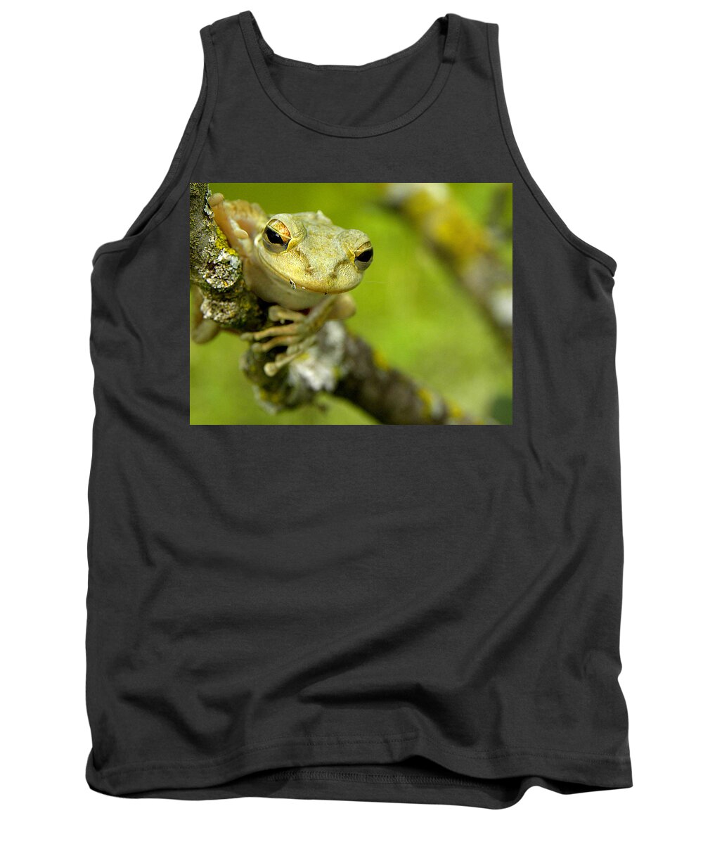 Cuban Tree Frog Tank Top featuring the photograph Cuban Tree Frog 000 by Christopher Mercer