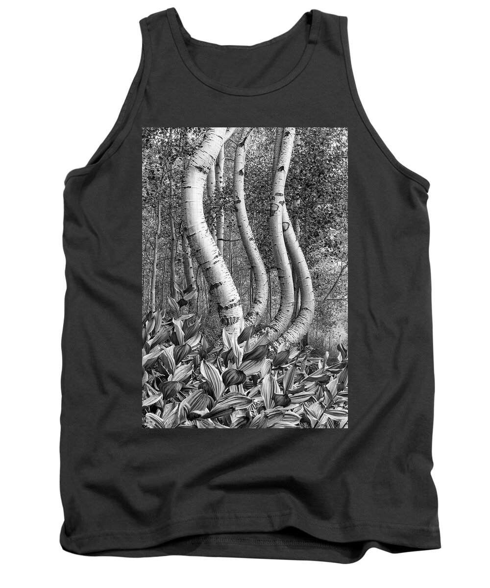 Curved Tank Top featuring the photograph Curved Aspens by Angela Moyer