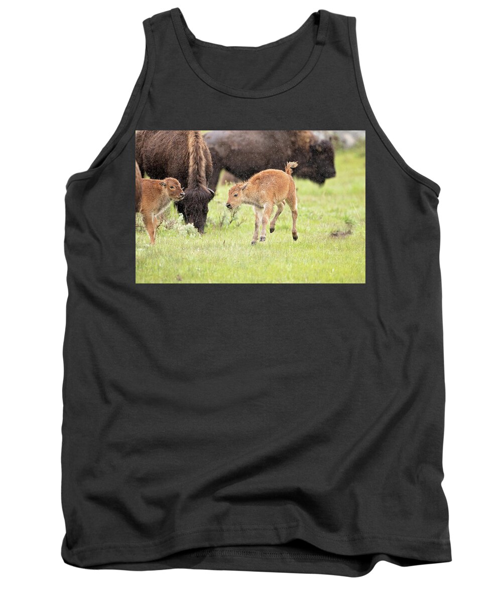 Bison Tank Top featuring the photograph Dance in the Rain by Eilish Palmer
