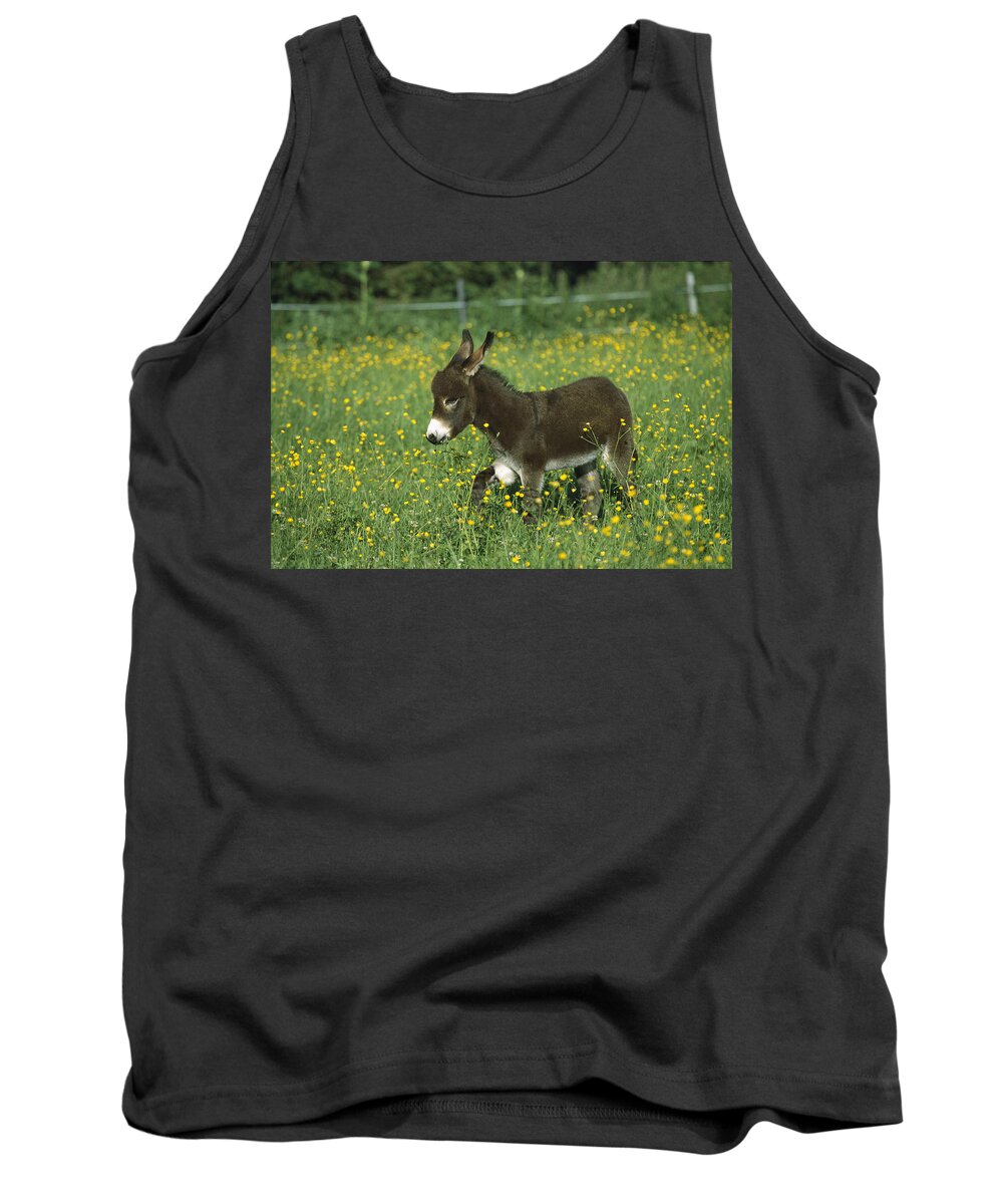 Mp Tank Top featuring the photograph Donkey Equus Asinus Foal In Field by Konrad Wothe