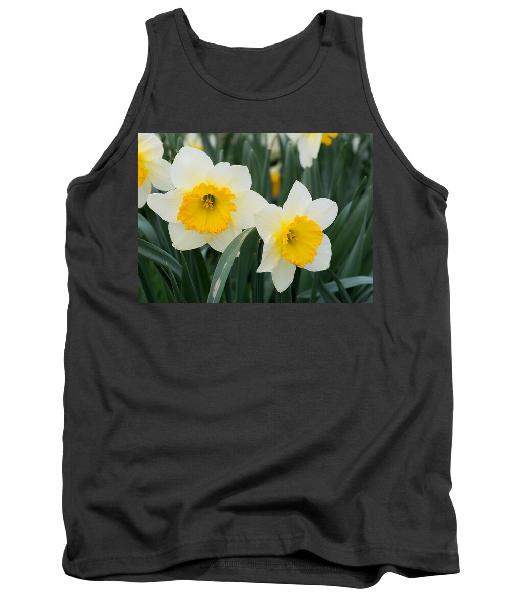 Daffodils Tank Top featuring the photograph Double Daffodils by Holden The Moment