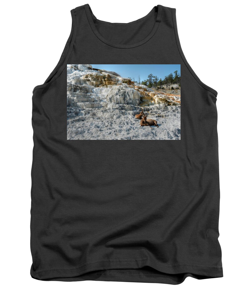 Mammoth Hot Springs Tank Top featuring the photograph Elk at Liberty Cap by Norman Reid