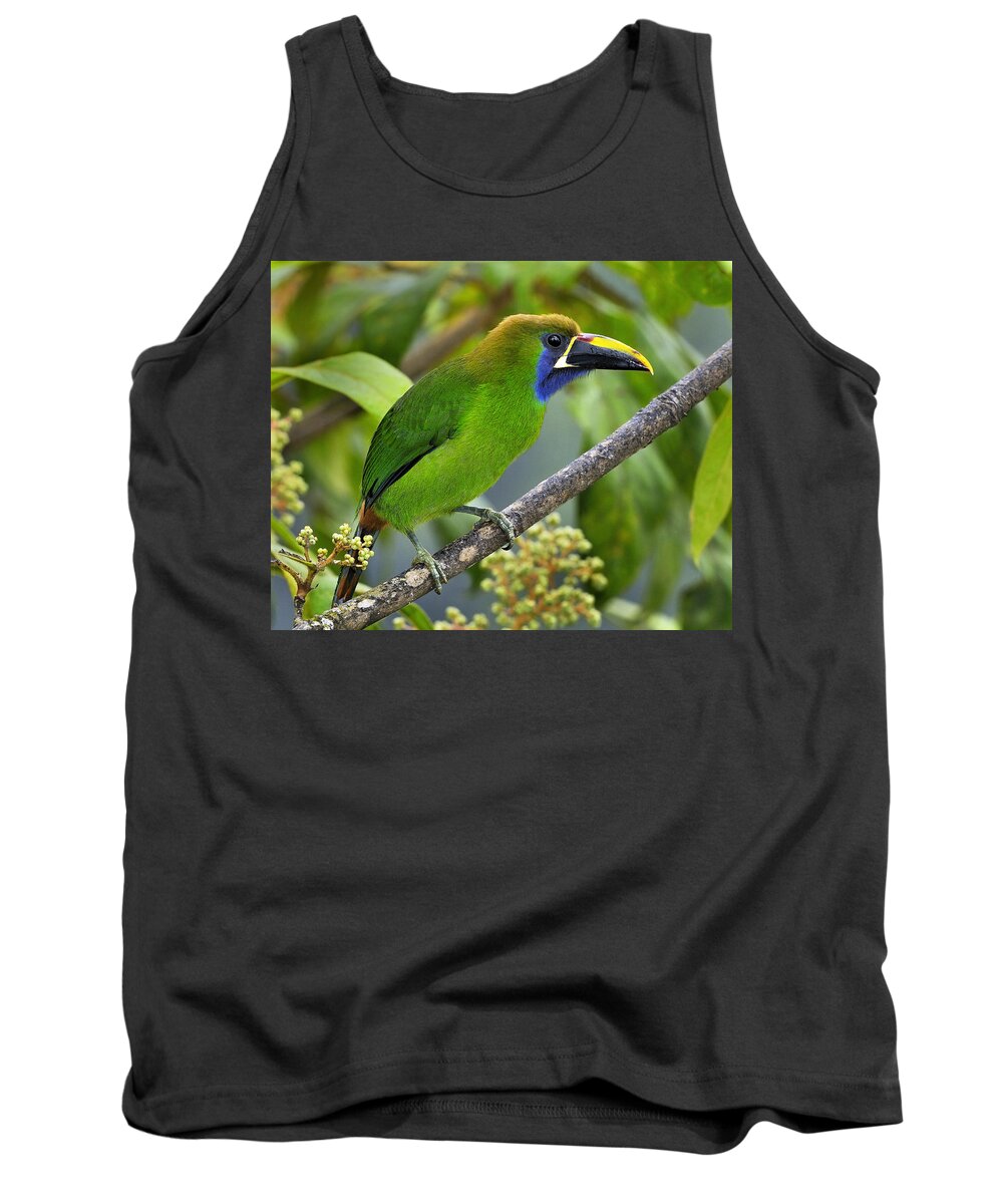 Emerald Toucanet Tank Top featuring the photograph Emerald Toucanet by Tony Beck