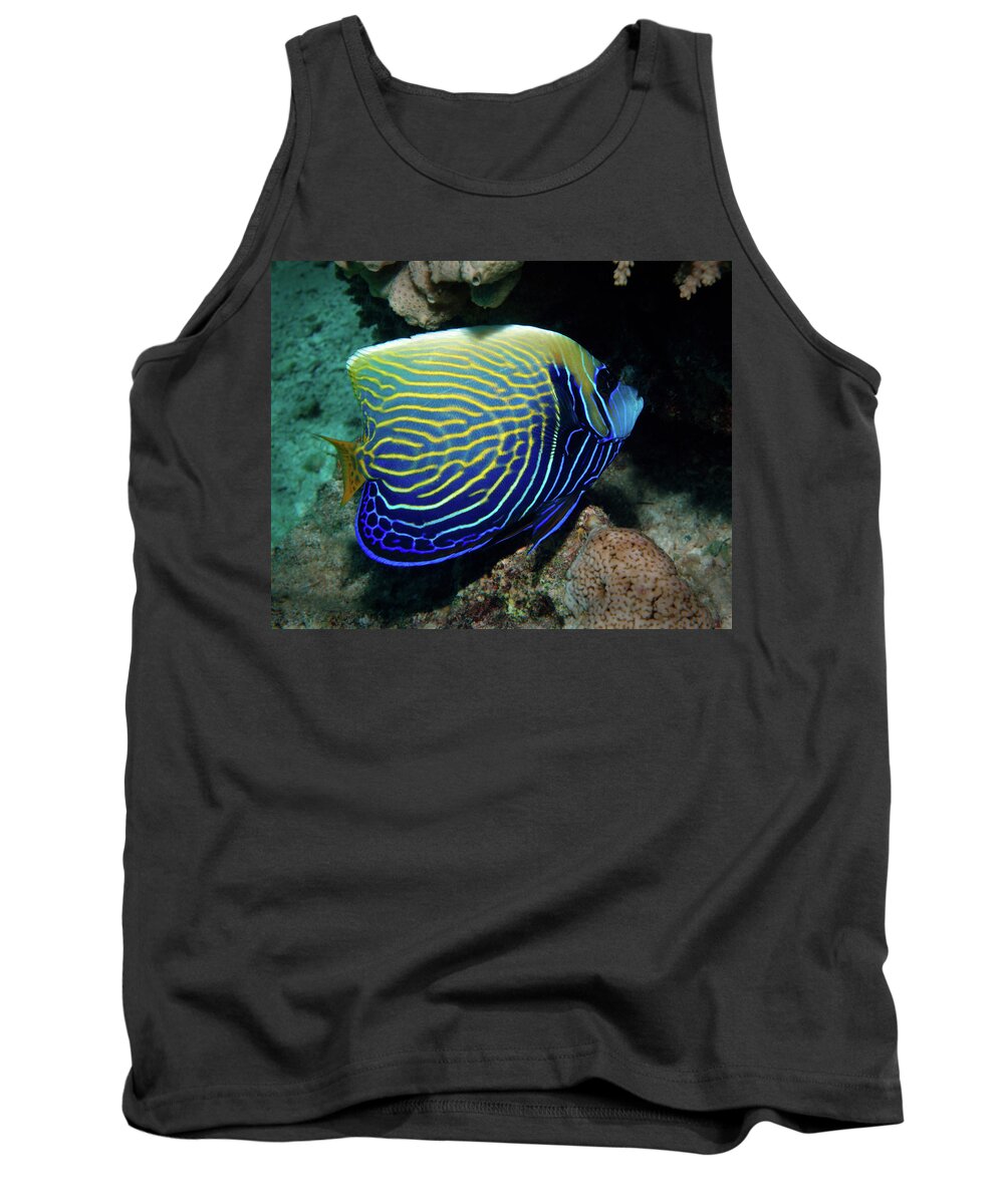 Emperor Angelfish Tank Top featuring the photograph Emperor Angelfish, Red Sea 1 by Pauline Walsh Jacobson