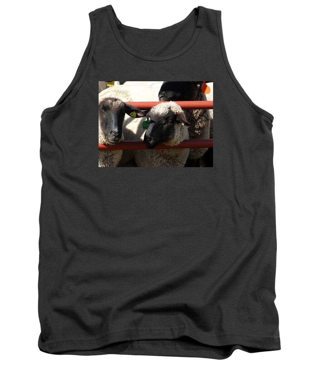 Sheep Tank Top featuring the photograph Ewe Gate by J L Zarek