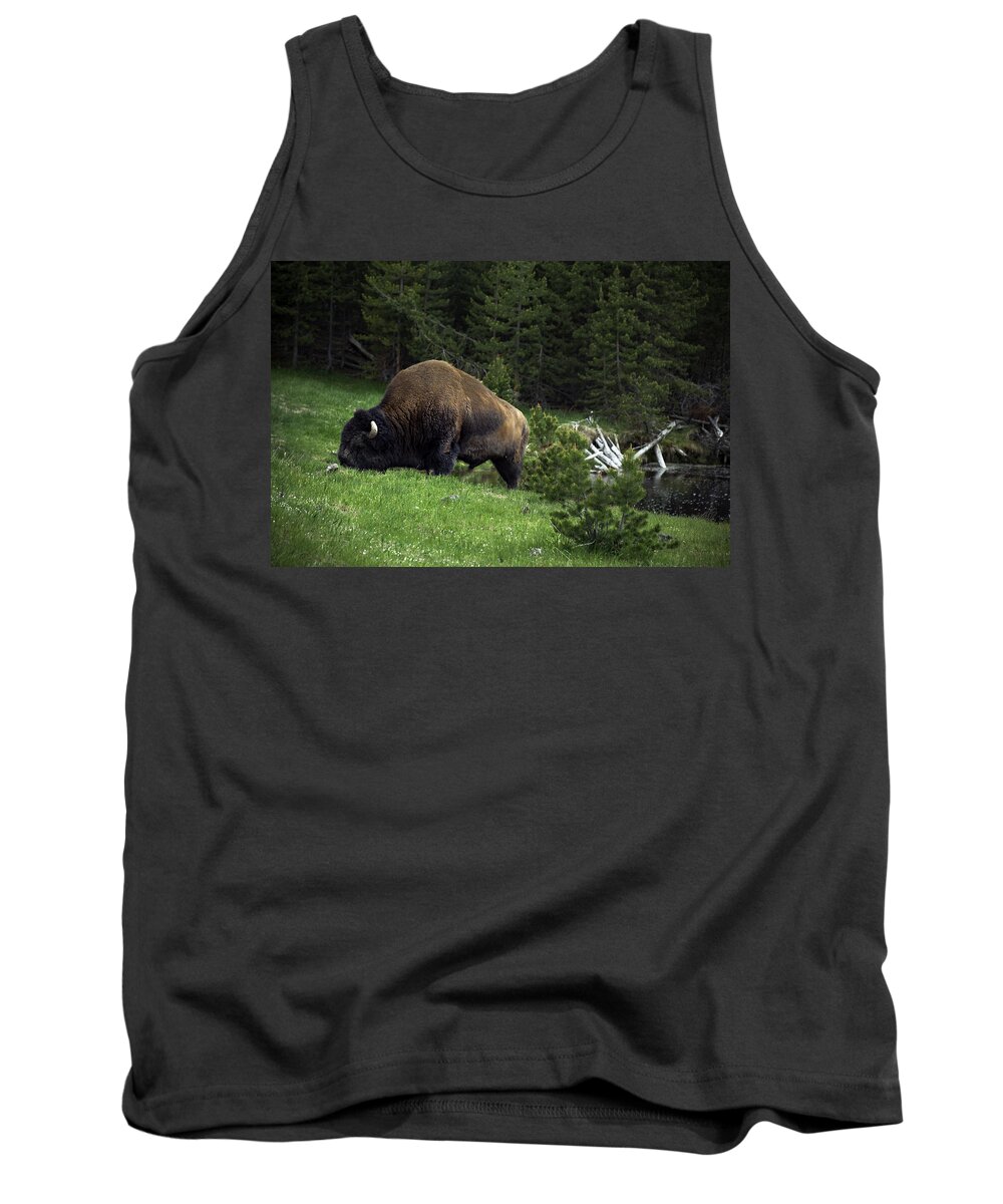 Yellowstone National Park Tank Top featuring the photograph Feeding Buffalo by Jason Moynihan
