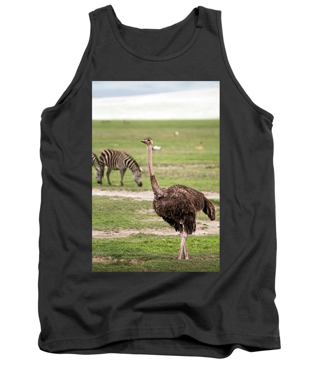 Ostrich Tank Top featuring the photograph Female masai ostrich and zebras in Ngorongoro Crater by RicardMN Photography