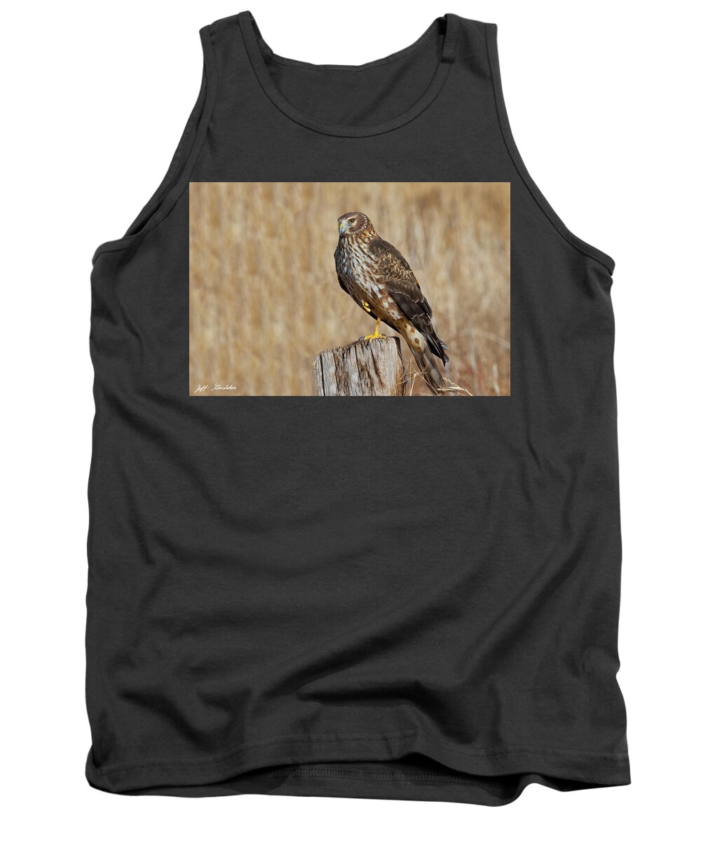 Adult Tank Top featuring the photograph Female Northern Harrier Standing on One Leg by Jeff Goulden