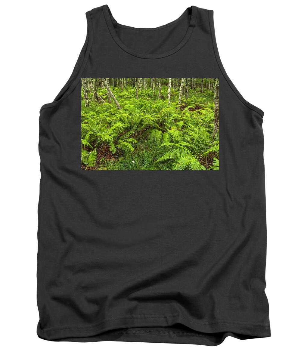 Ferns Tank Top featuring the photograph Ferns And Birch In Soft Light by Angelo Marcialis