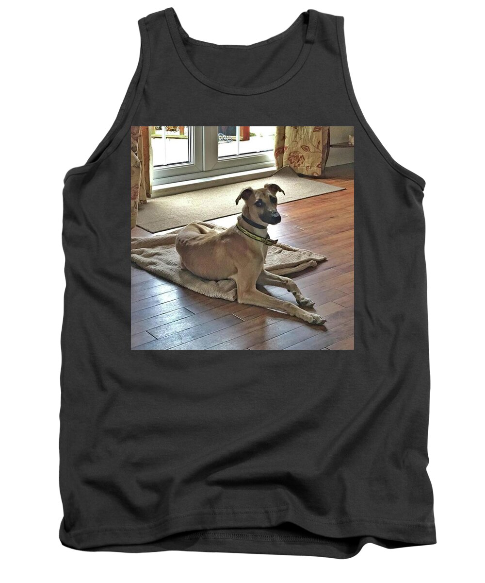 Lurcher Tank Top featuring the photograph Finly - Ava The Saluki's New Companion by John Edwards