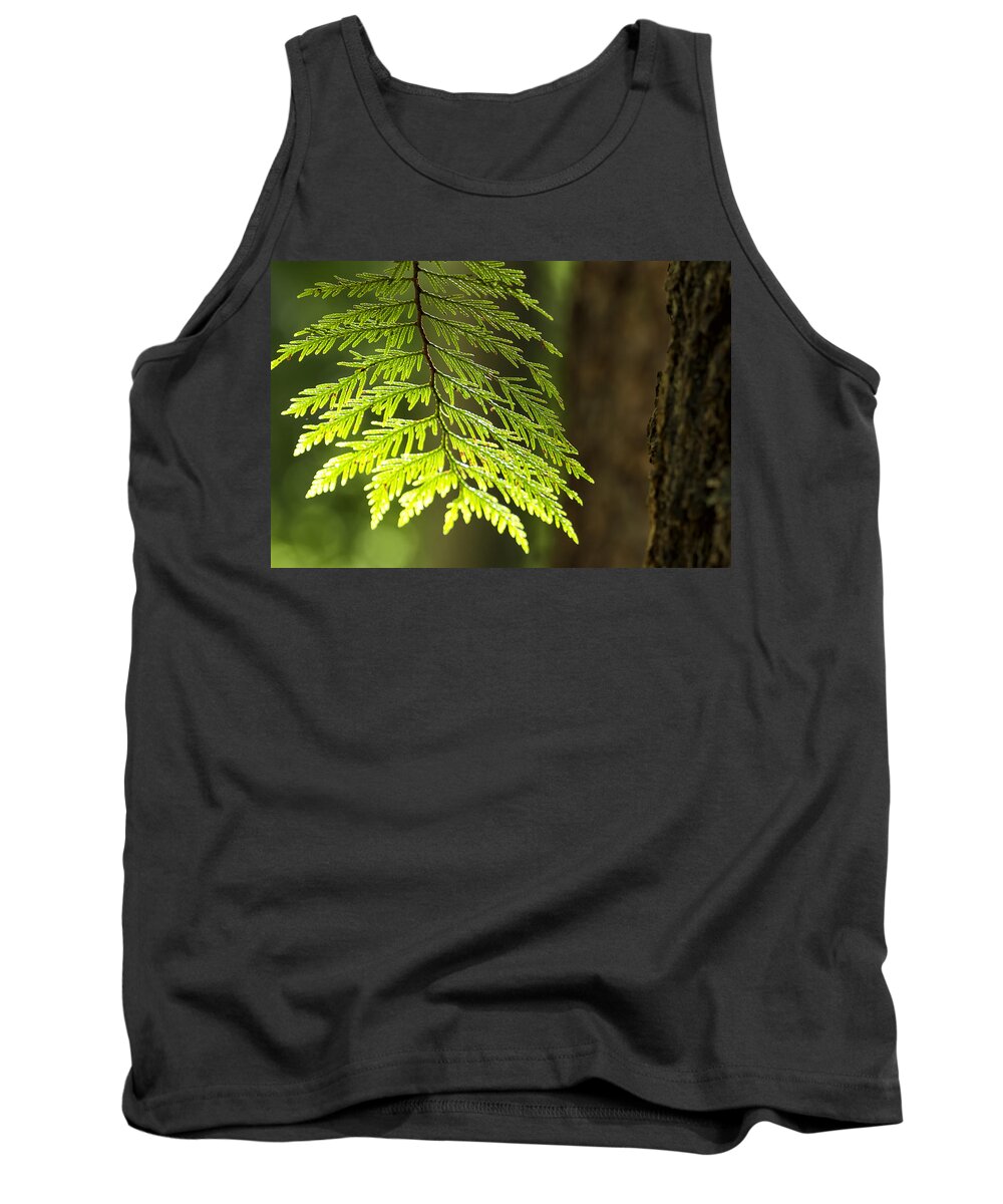 Cedar Tank Top featuring the photograph Forest Light by Belinda Greb