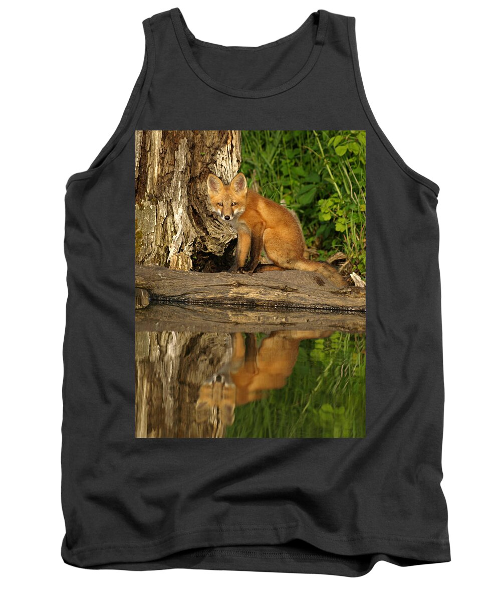 Petersonnaturephoto Nature Red Fox Foxes Kit Kits Puppy Puppies Pup Pups Baby Animals Animal Babies Minnesota Mn Summer Adorable Cute Cutie Cuties Wildlife Dog Dogs Canine Canines Wild Foxy Fur Hunting Hunters Trapping Trappers Gift Gifts Orange Predator Predators Portrait Carnivore Furry Close-up Beauty Beautiful Creature Creatures Furbearer Young Mammal Mammals Natural Hunter Little Habitat Digital Rural Vertical Environment Juvenile Reflection Reflections Kayaking Kayak Lake Hanson Lakes Tank Top featuring the photograph Fox Reflection by James Peterson