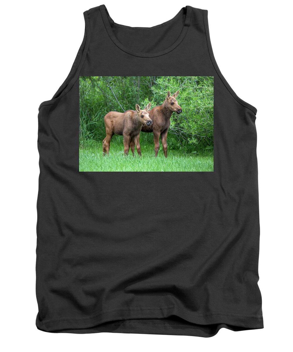 Moose Tank Top featuring the photograph Future King by Kevin Dietrich